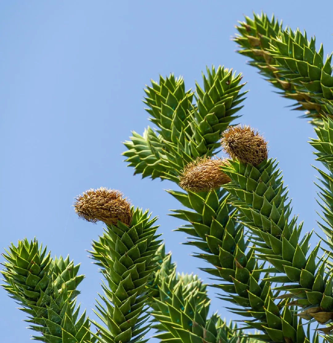 Araucaria Araucana Ornamental Conifer Tree Seeds