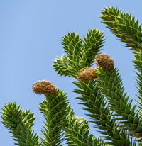 Araucaria Araucana Ornamental Conifer Tree Seeds