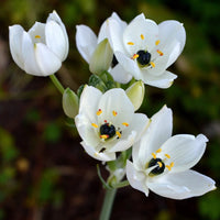 Star Bethlehem Flower seeds for Planting Vibrant Colors Heirloom & GMO Free Seeds for Home Garden
 
 Sale seeds for home garden planting