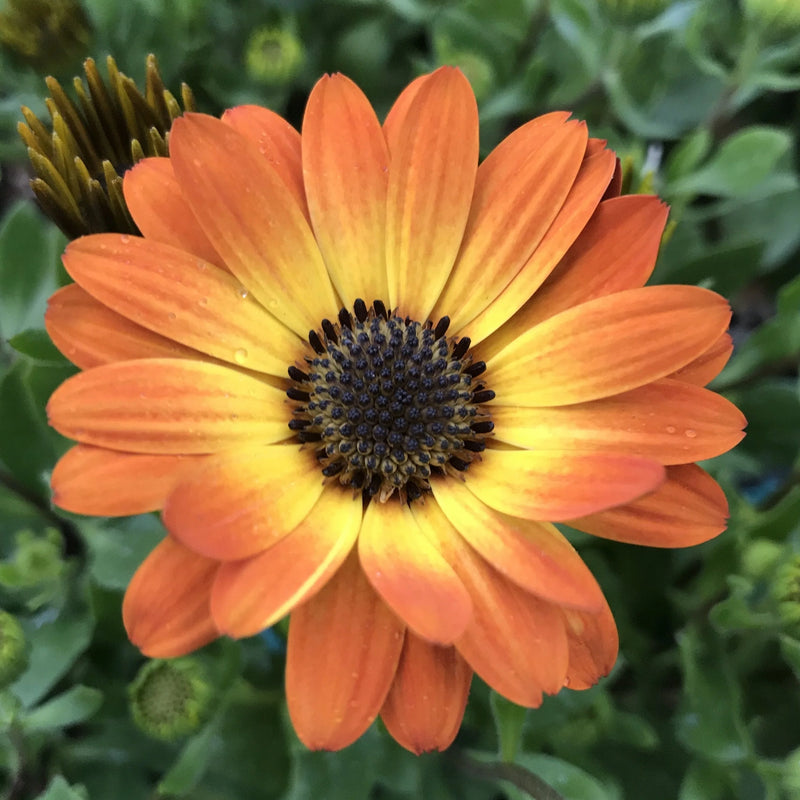 Orange Osteospermum Flower seeds for Planting - Easy to Grow, Heirloom & GMO Free Seeds for Home Garden