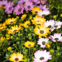 Osteospermum Flower seeds for Planting Long Bloom Season Heirloom & GMO Free Seeds for Home Garden