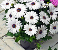 White Osteospermum Flower seeds for Planting - Bright Blooms, Heirloom & GMO Free Seeds for Home Garden