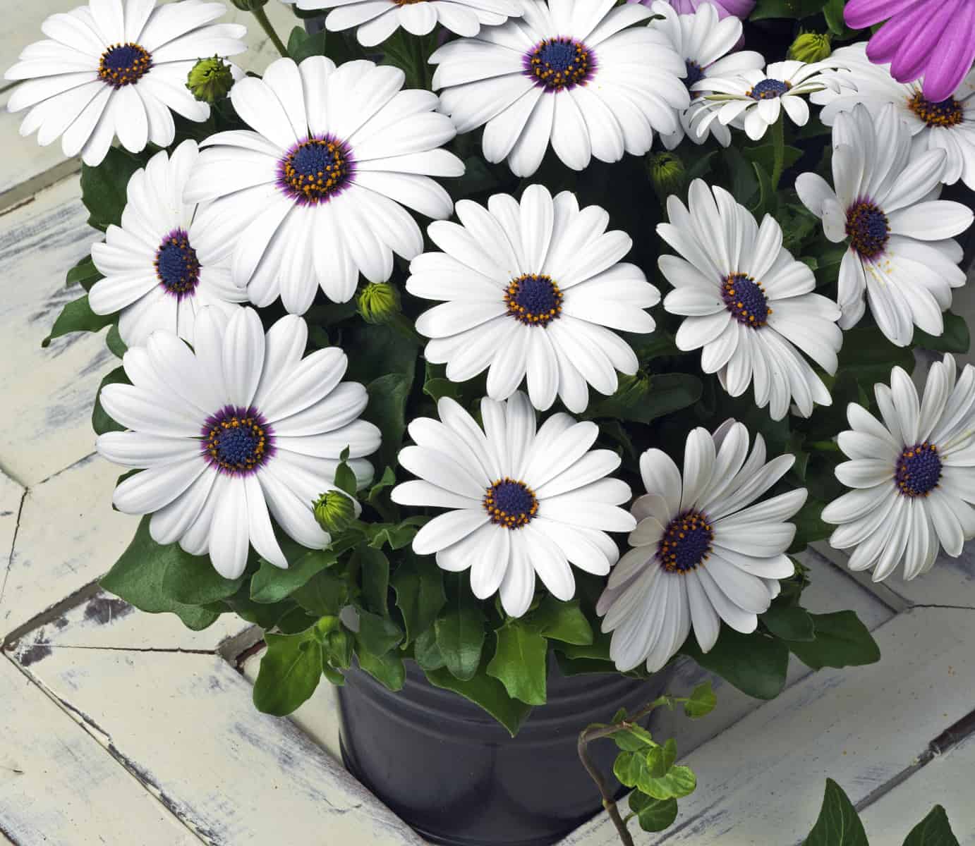 Osteospermum Flower seeds for Planting Cut Flower Favorite Heirloom & GMO Free Seeds for Home Garden