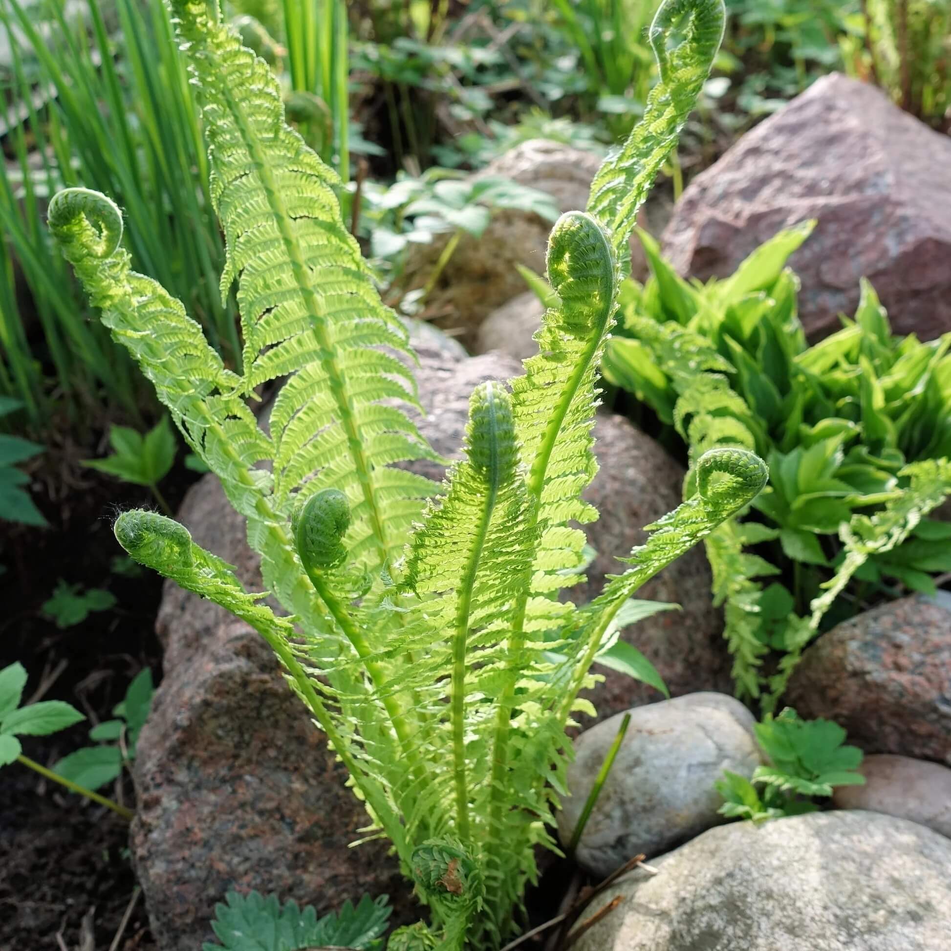 Green Ostrich Fern foliage growing in a woodland garden setting