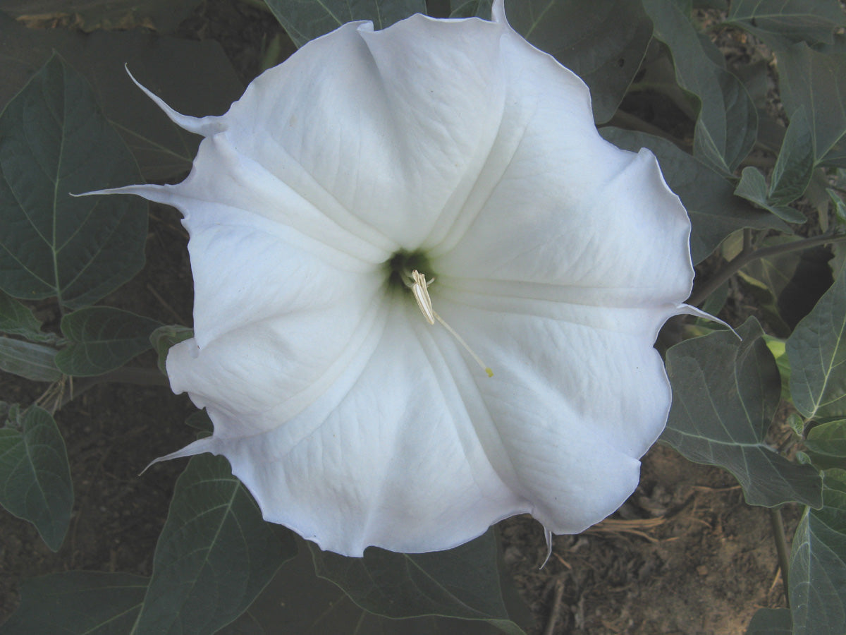 Toloache Wrightii flowering plant with elegant trumpet-shaped blooms