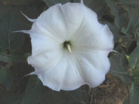 Toloache Wrightii flowering plant with elegant trumpet-shaped blooms