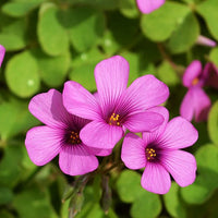 Oxalis Flower seeds for Planting Long Bloom Season Heirloom & GMO Free Seeds for Home Garden 
 
 Sale