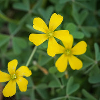 Oxalis Laciniata Oxalis spp Flower Seeds for Planting in Flower Bed