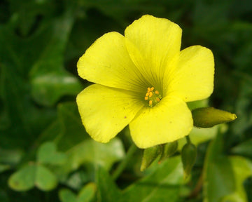 Yellow Bermuda Buttercup Flower seeds for Planting - Hardy Variety, Heirloom & GMO Free Seeds for Home Garden