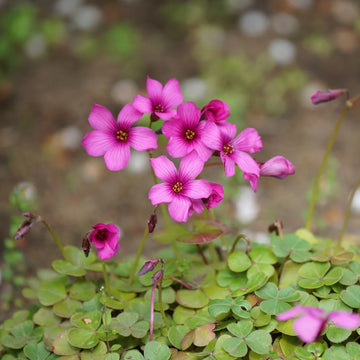 Oxalis Triangularis Mixed Flower Seeds for Planting