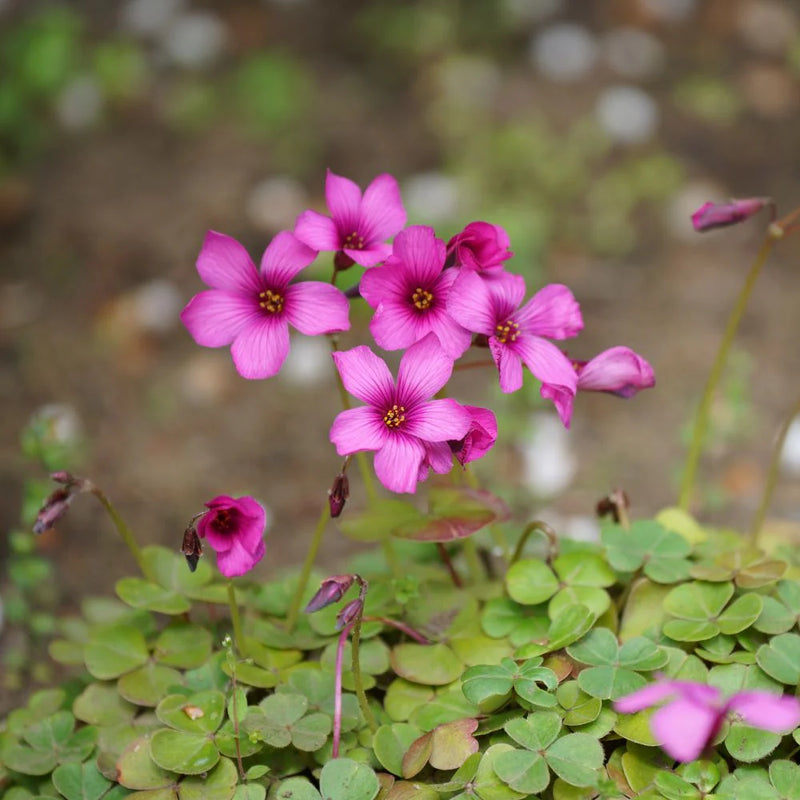 Oxalis Triangularis Mixed Flower Seeds for Planting