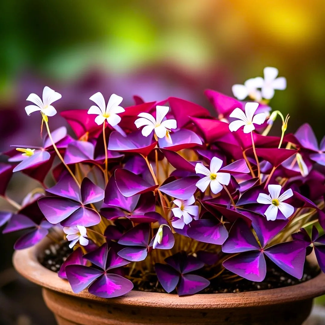 Oxalis Shamrock Flower seeds for Planting Wildflower Mix Heirloom & GMO Free Seeds for Home Garden