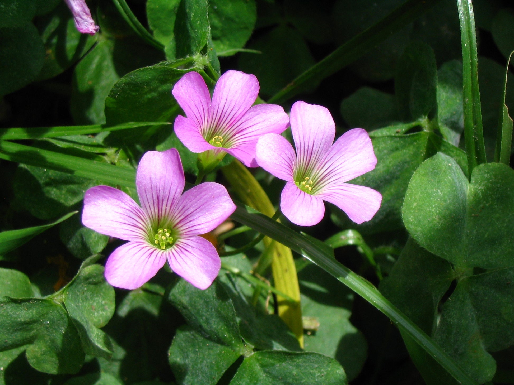 Oxalis Triangularis Mixed Flower Seeds for Planting