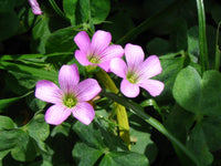 Oxalis Triangularis Mixed Flower Seeds for Planting