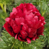 Fern Leaf Peony Paeonia spp Plant Seeds for Planting in Flower Bed