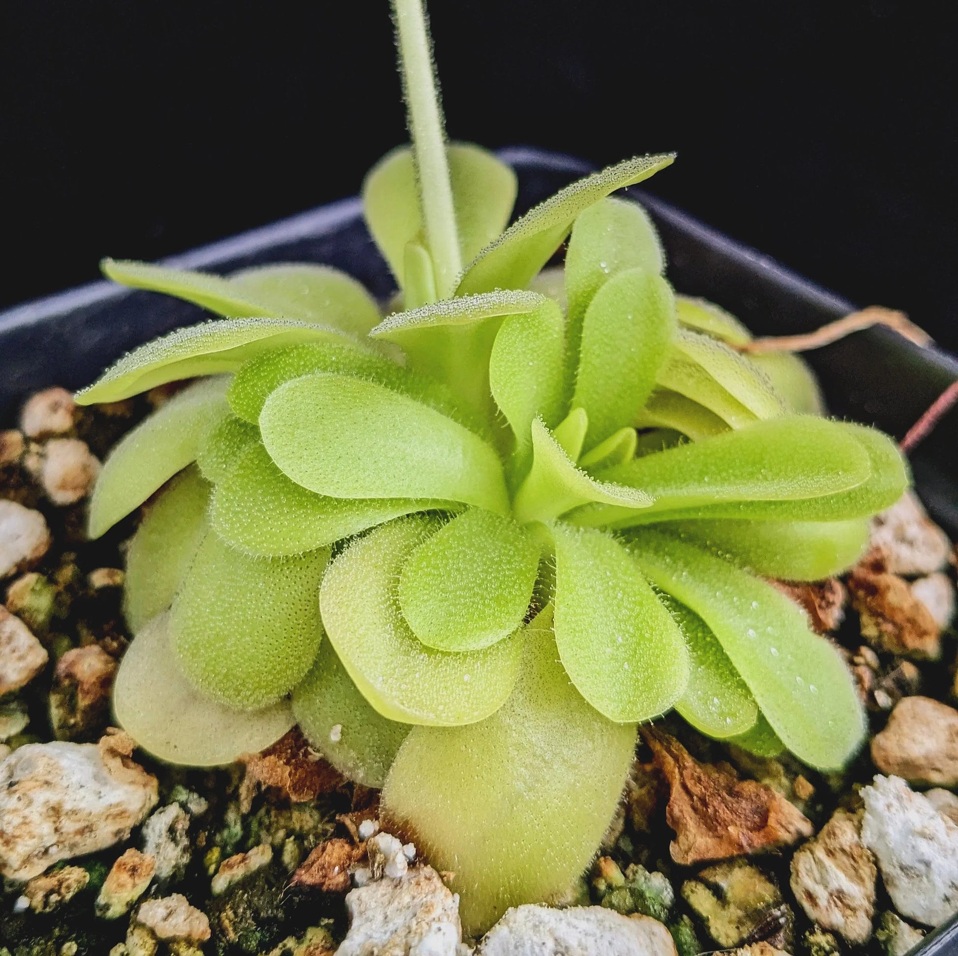 Pinguicula Moctezumae Seeds for Planting  Exotic Carnivorous Plant Seeds