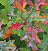 Red Oak hardwood tree seeds for growing beautiful deciduous shade trees.
