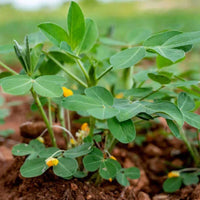 Groundnut legume plants thriving in fertile garden soil.