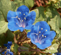 Blue Cali Flower seeds for Planting - Sun Loving, Heirloom & GMO Free Seeds for Home Garden