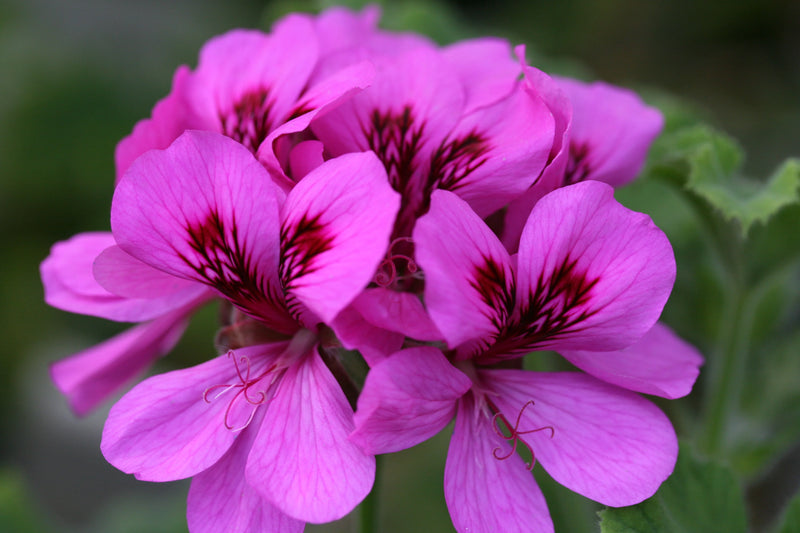 Purple Pink Geranium Flower Seeds for Planting Vibrant Annuals for Colorful Gardens