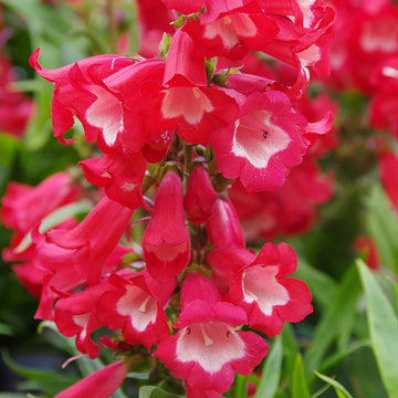 Penstemon Flower seeds for Planting Easy to Grow Heirloom & GMO Free Seeds for Home Garden 
 
 Sale