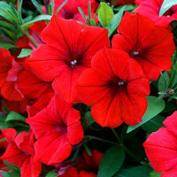 Petunia Supercascade Red Flower seeds for Planting - Wildflower Mix, Heirloom & GMO Free Seeds for Home Garden