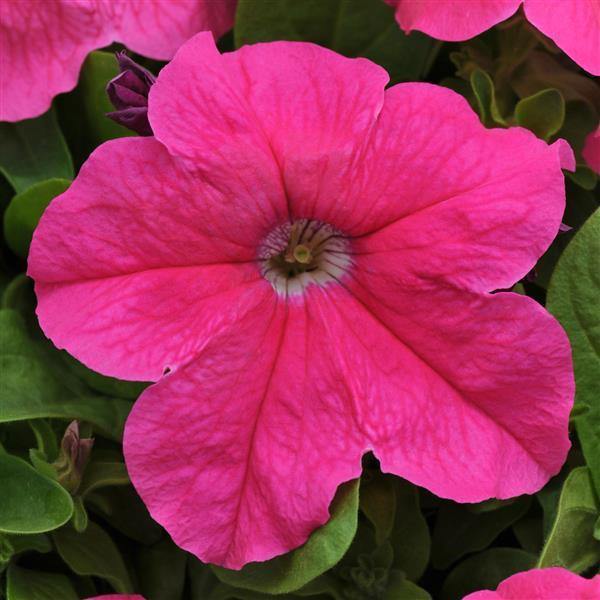 Pink Fuchsia Petunia Flower seeds for Planting - Hardy Variety, Heirloom & GMO Free Seeds for Home Garden