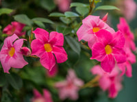 Colorful Mixed Mandevilla flowers with glossy green foliage in an outdoor garden.

