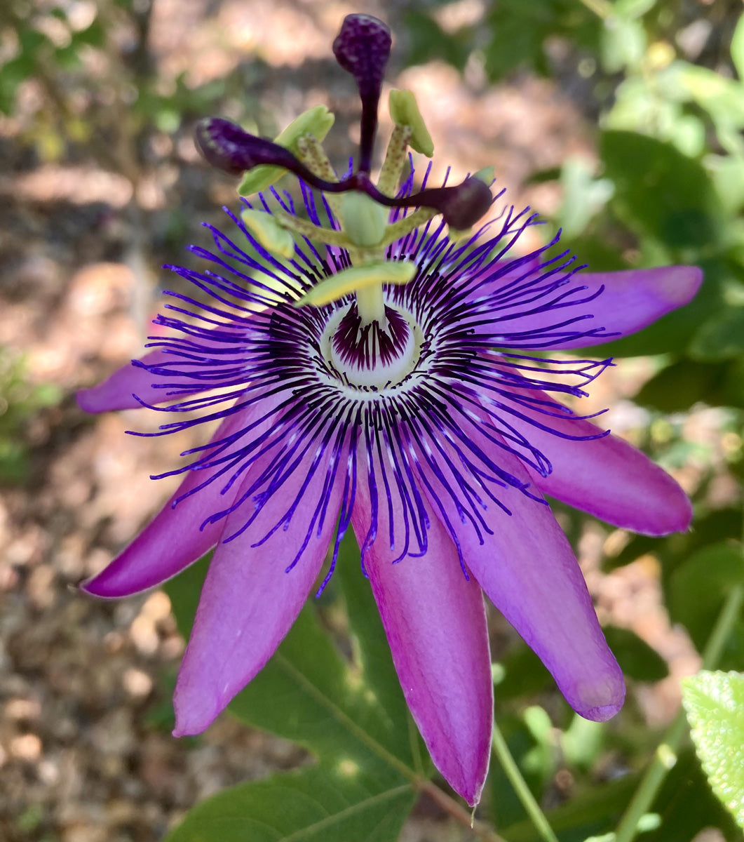 Heirloom Passion Flower seeds for Planting Easy to Grow Heirloom & GMO Free Seeds for Home Garden