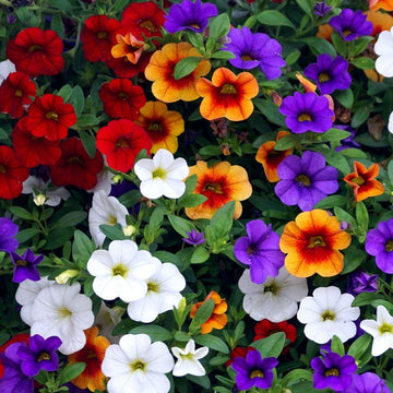 Mixed Calibrachoa Petunia Petunia spp. Seeds for Planting
