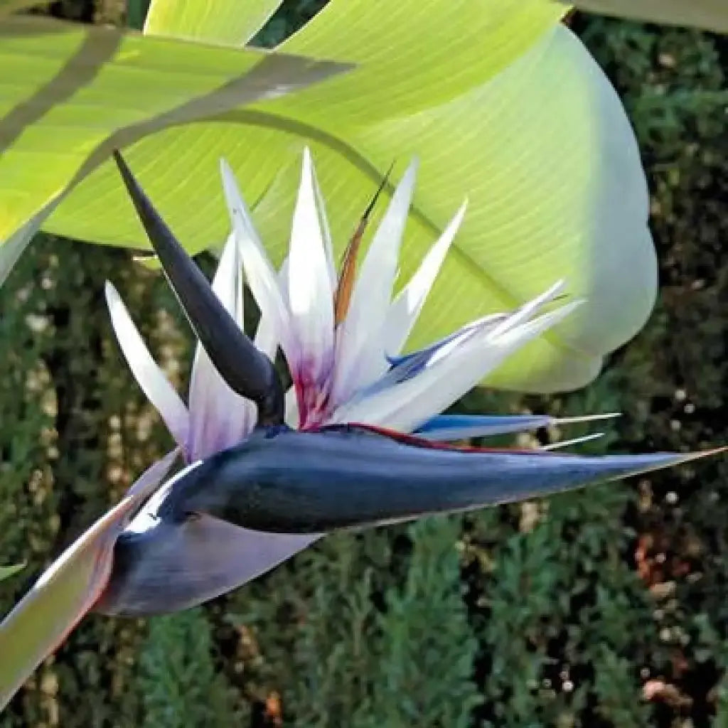 White Strelitzia Flower seeds for Planting Garden Favorite Heirloom & GMO Free Seeds for Home Garden 
 
 Sale