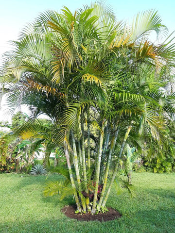 Green Chrysalidocarpus Lutescens Flower seeds for Planting - Cottage Garden Essential, Heirloom & GMO Free Seeds for Home Garden