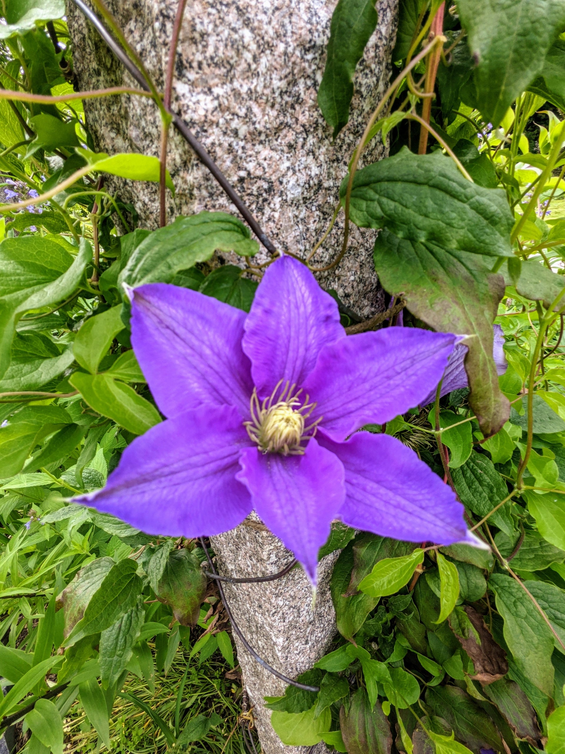 Lavender Clematis Flower seeds for Planting Easy to Grow Heirloom & GMO Free Seeds for Home Garden 
 
 Sale