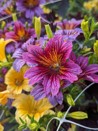 Mixed Salpiglossis Flower seeds for Planting Pollinator Friendly Heirloom & GMO Free Seeds for Home Garden 
 
 Sale
