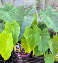 Green Alocasia Macrorrhizos Flower seeds for Planting Garden Favorite Heirloom & GMO Free Seeds for Home Garden
 
 Sale
