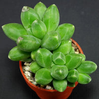 Pachyphytum (Pachyphytum Compactum) seeds for planting in home garden