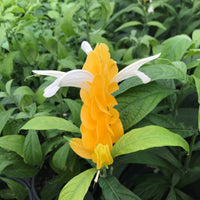 Yellow Pachystachys Lutea Flower Seeds for Planting  and Gardening