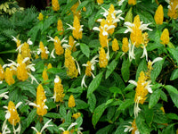 Yellow Pachystachys Lutea Flower Seeds for Planting  and Gardening