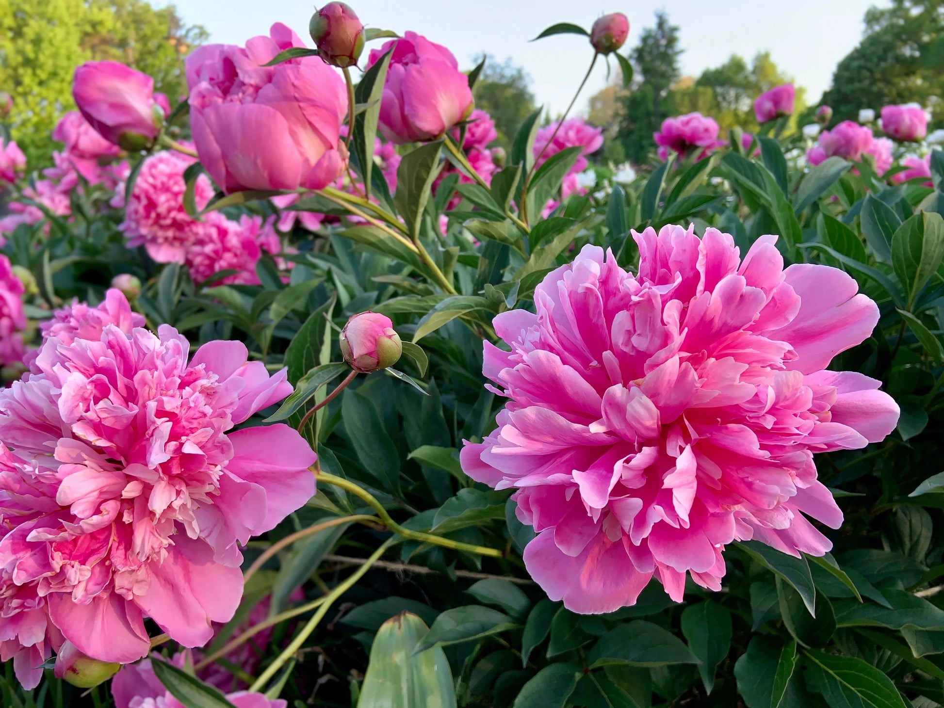 Paeonia Suffruticosa seeds for planting