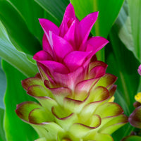 Curcuma Flower seeds for Planting - Seasonal Bloomer, Heirloom & GMO Free Seeds for Home Garden