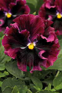 Burgundy Pansy Flower seeds for Planting - Perfect for Borders, Heirloom & GMO Free Seeds for Home Garden