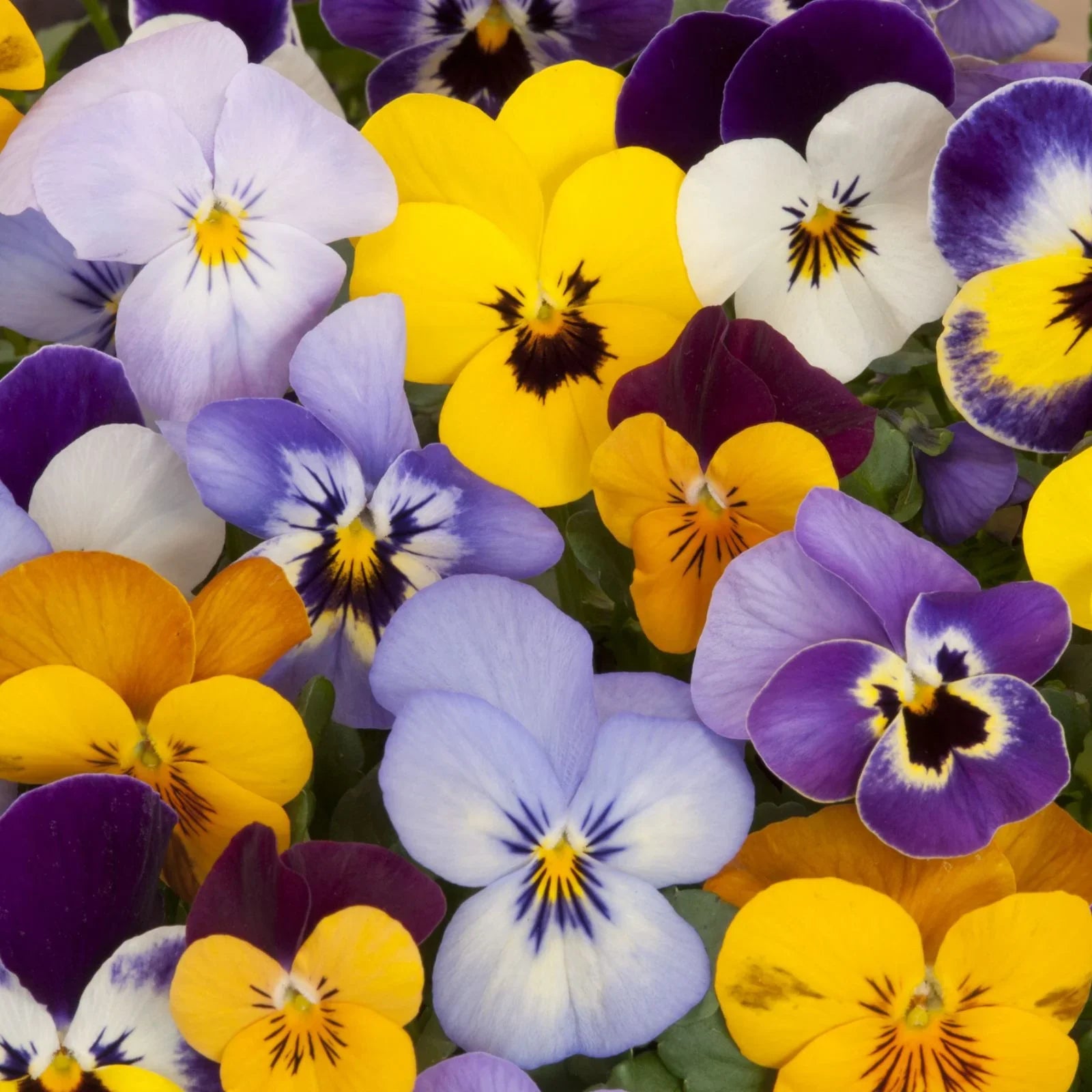 Swiss Giants Mix Pansy flower seeds for colorful garden blooms