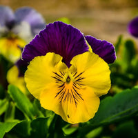 Violet Yellow Pansy Flower seeds for Planting - Bright Blooms, Heirloom & GMO Free Seeds for Home Garden