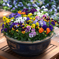 Bedding Flower seeds for Planting - Low Maintenance, Heirloom & GMO Free Seeds for Home Garden