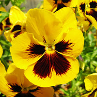 Yellow Swiss Pansy Flower seeds for Planting Garden Favorite Heirloom & GMO Free Seeds for Home Garden
 
 Sale