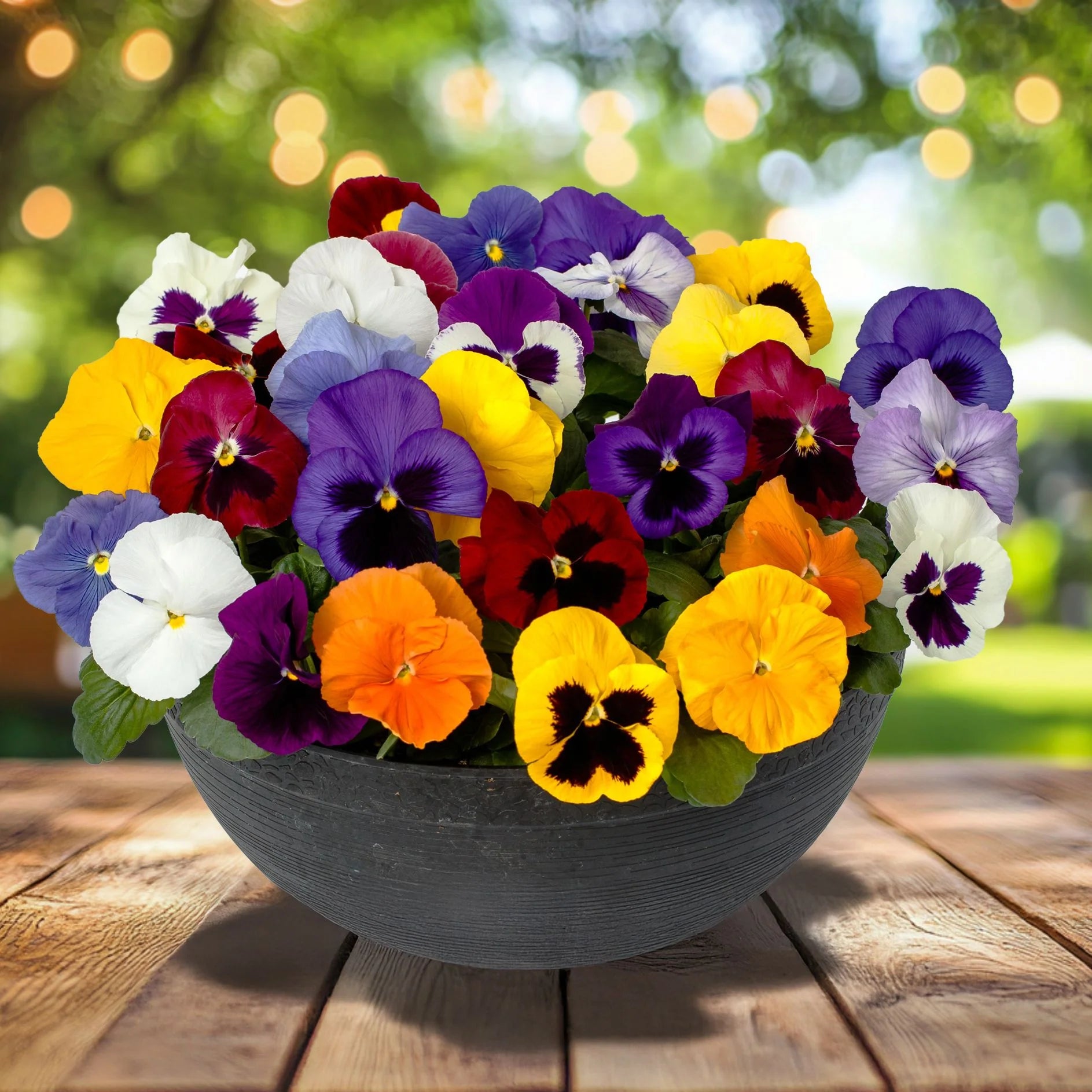 Blue and Yellow Pansy Seeds for Planting Collection