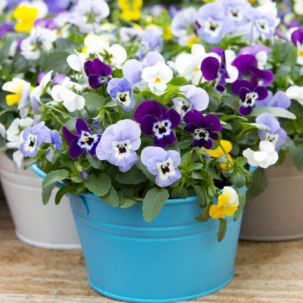 Swiss Mixed Pansy Flower Seeds Collection for Planting
