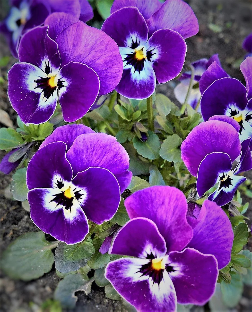 Violet Pansy Flower seeds for Planting - Fragrant Blossoms, Heirloom & GMO Free Seeds for Home Garden