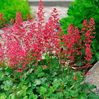 Heuchera Versatile Foliage Superstars Flower seeds for Planting Drought Tolerant Heirloom & GMO Free Seeds for Home Garden