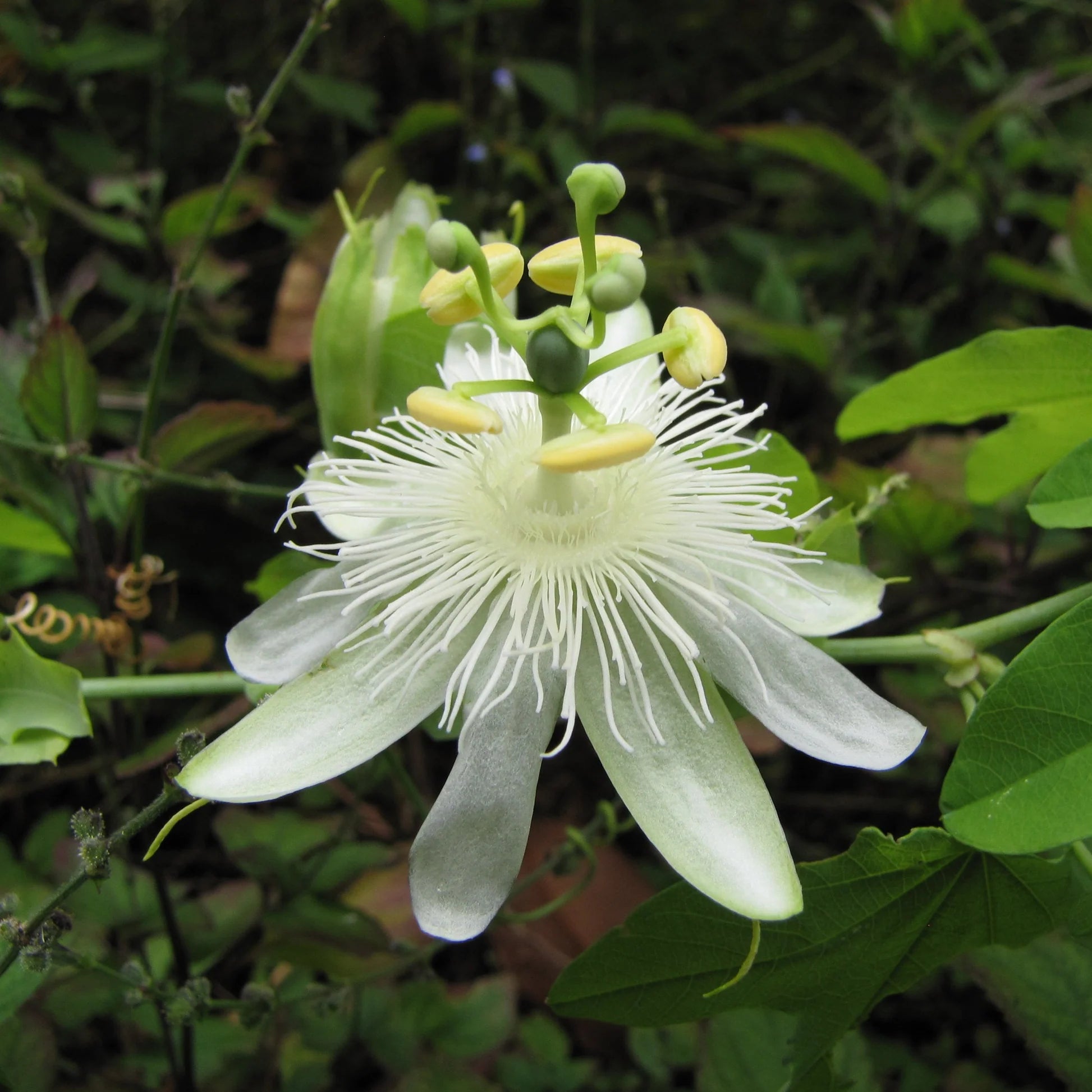 White Passiflora Flower seeds for Planting - Hardy Variety, Heirloom & GMO Free Seeds for Home Garden
